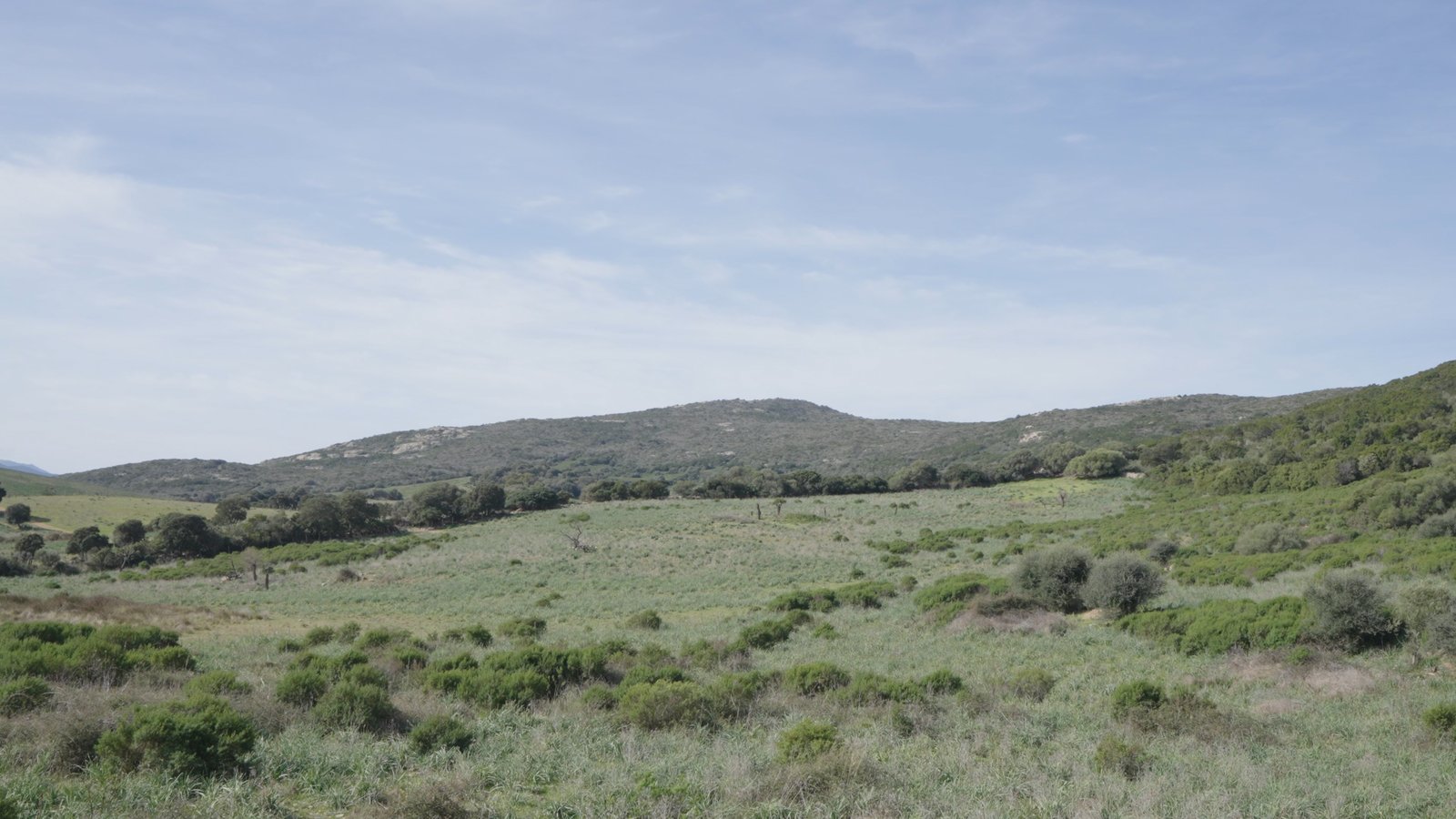 Open grassland and low shrubs extending toward gently rolling hills beneath a pale blue sky.